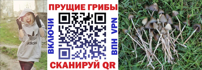 Псилоцибиновые грибы Cubensis  Купить  Гвардейск 